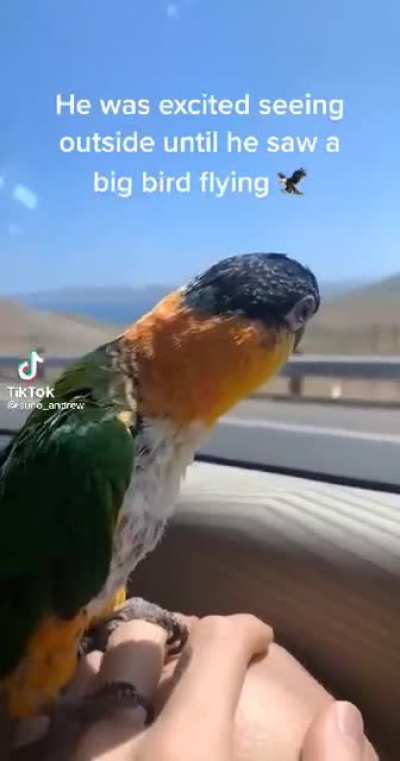 Big bird alert!