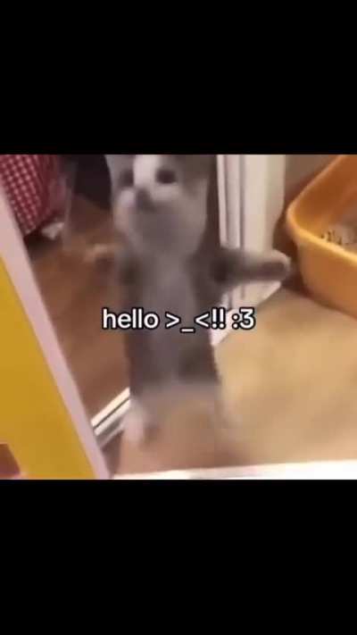 hello >_<!! :3