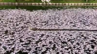Duck swimming through cherry blossoms
