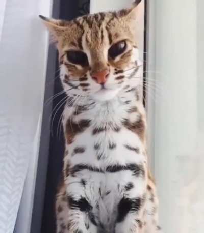 Котик