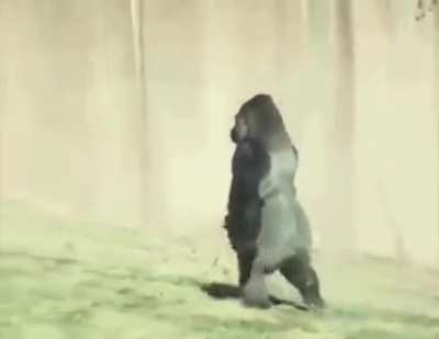 Monke c monke do