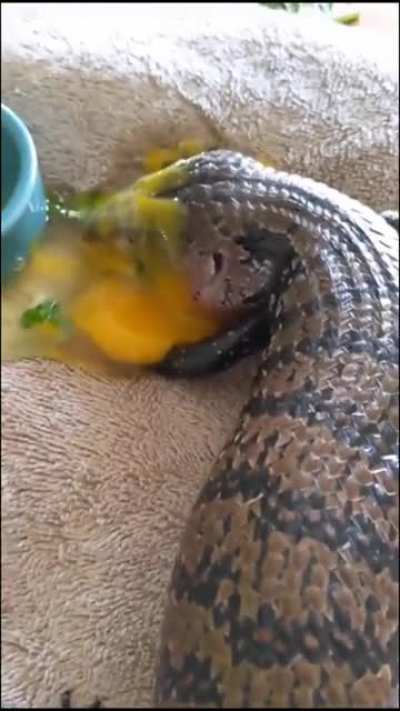 This intelligent lizard.