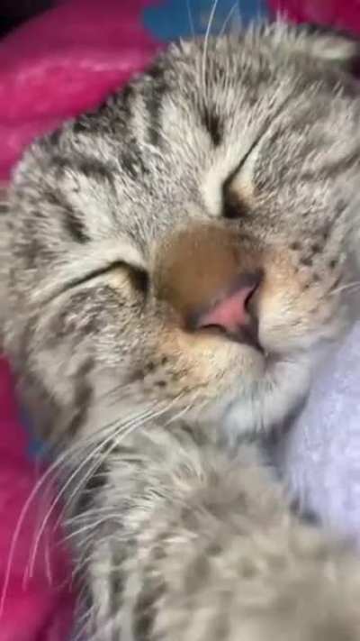 cato