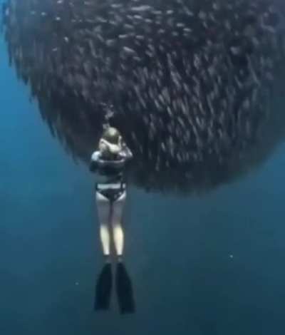 A woman experiences being surrounded by a school of sardines while trying to photograph them