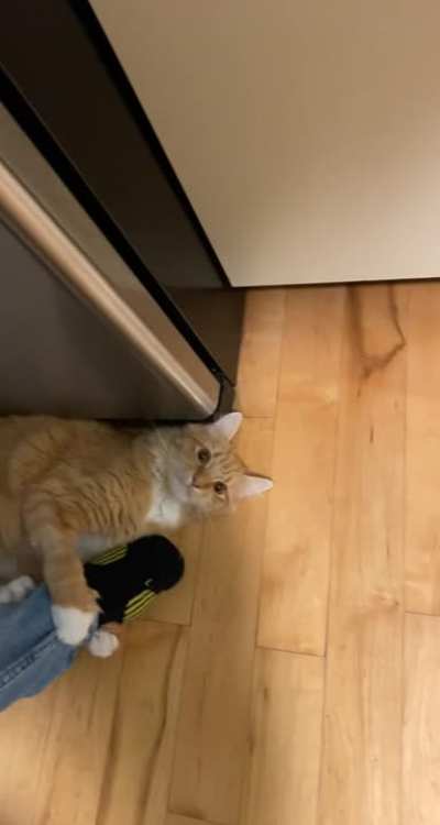 Kitten does a big chomp
