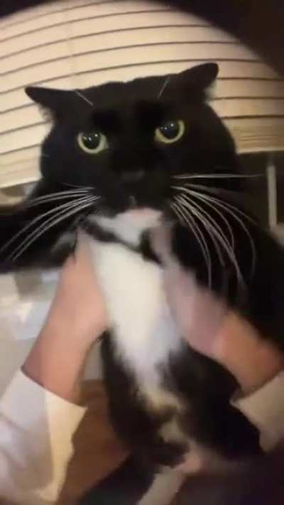 El gato dice MIAU