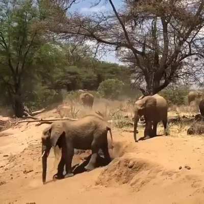 Mom shows her baby elephant how to cross the river bank...and he almost nails it