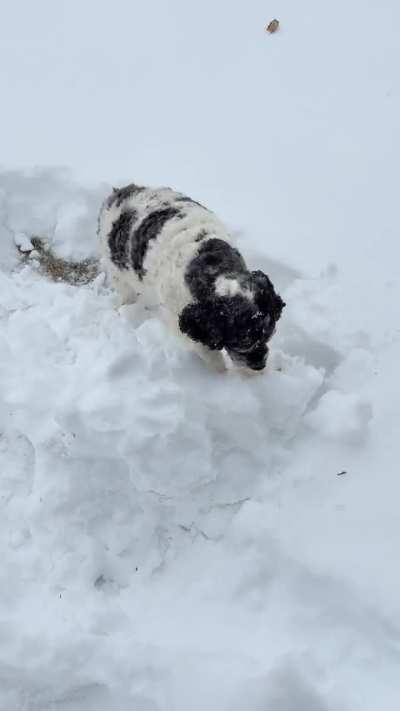 Attack the snow !!