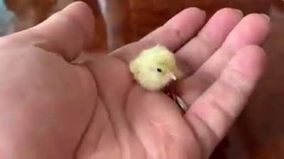 King quail chick!