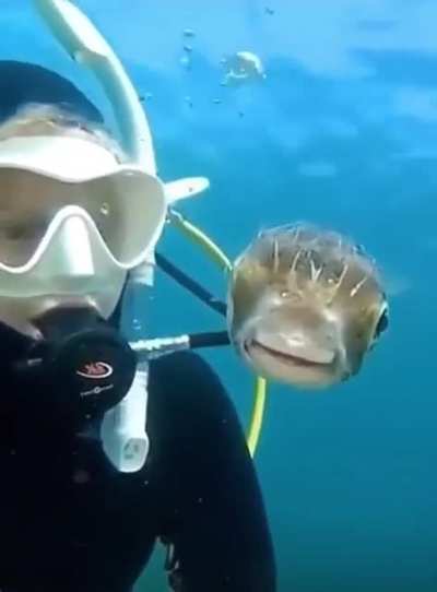 Fish: are we on TV?