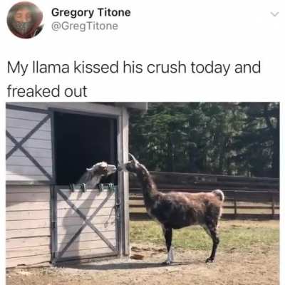 Looks like true love. 🦙