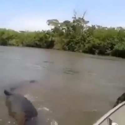 That's not an anaconda that's a fucking basilisk