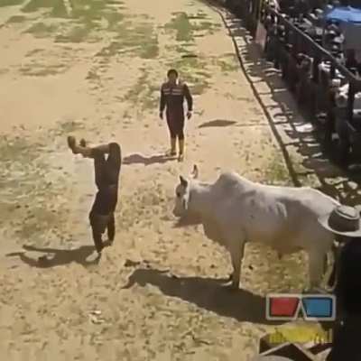 HMRB While I Tame This Bull !