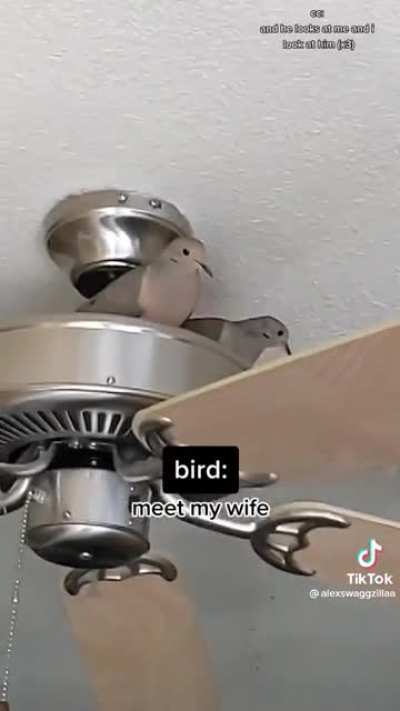 Birds are adopting the cat strategy for domestication.