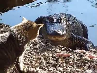 GATOR: 