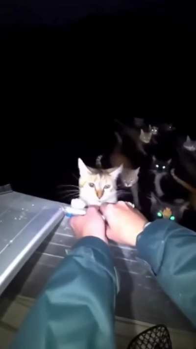 Saving kittens