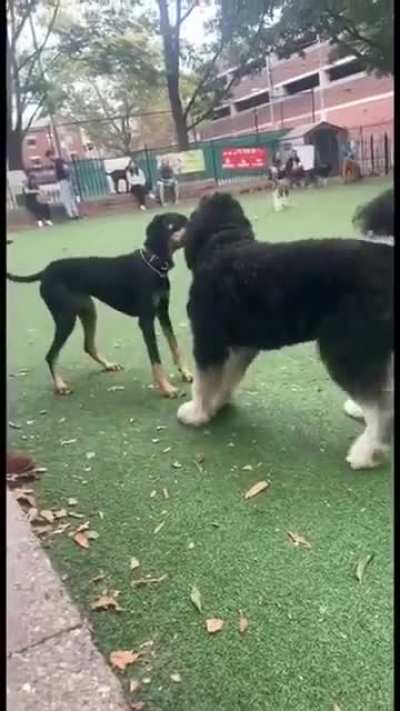 Two dogs, locked in, and refusing to let go.