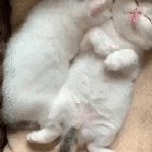 Little kitten sneezing in their sleep