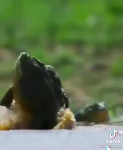 Frog Wrastlin’