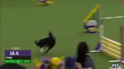 Pink the Bordie Collie absolutely demolishes an agility competition