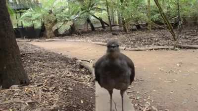 This aggressive attack drone with sonic lasers