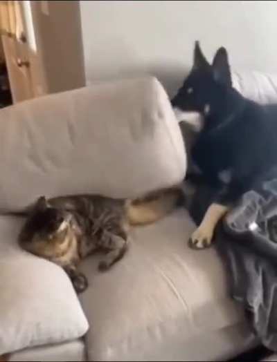 Take that kitty!