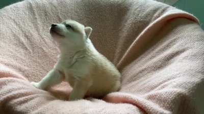 Rogueâs little baby woos