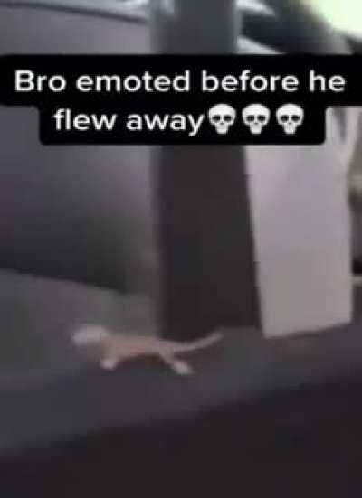 🦎💀