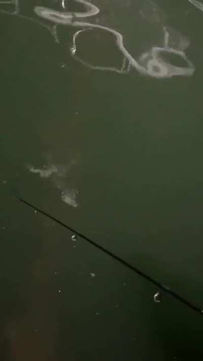 I initially thought this was some sort of bacteria colony or siphonophore. What are your thoughts?