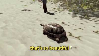 Save the turtles!