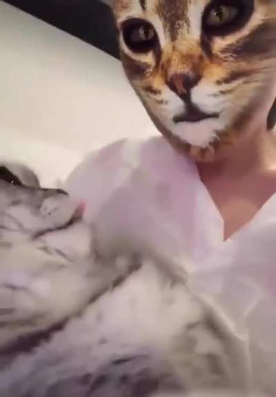 So cats /do/ understand mirrors