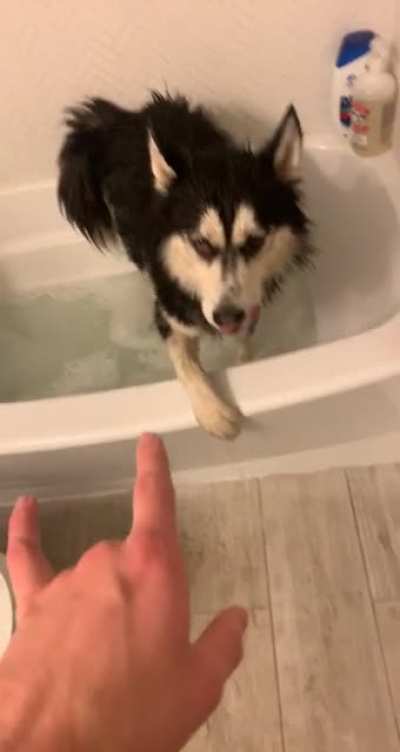 My pup hates baths