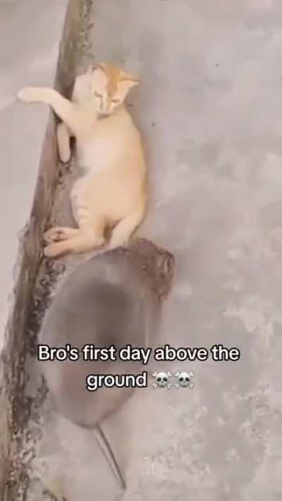 This rat