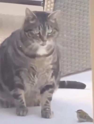 (sound on) crushed by a big boi