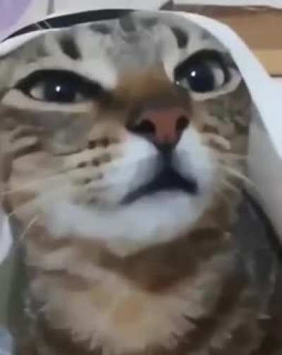 Gato árabe