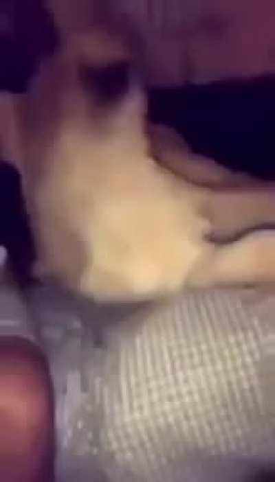 esta va pal laion