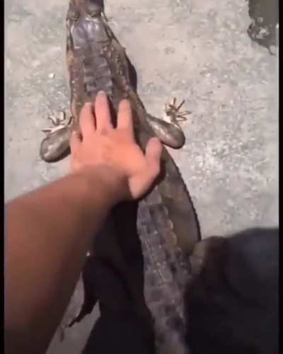 surprisingly cuddle-friendly