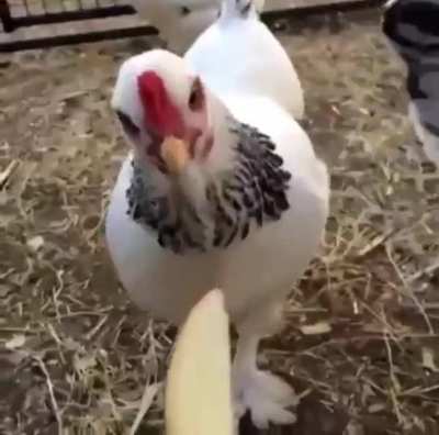 dankbirbs