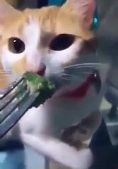 Cat smells broccoli 😂