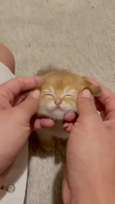 Purrrrfect