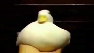 shuba shuba shuba