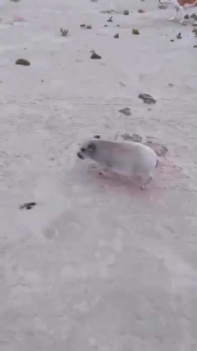 Little guy was minding his own business