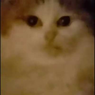 Gato