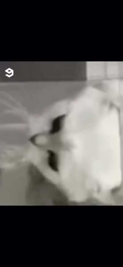 Cats are liquid!!!