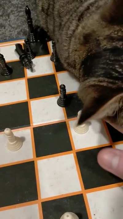 Did I just lose?