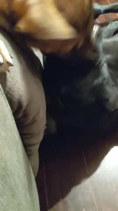 My dog
