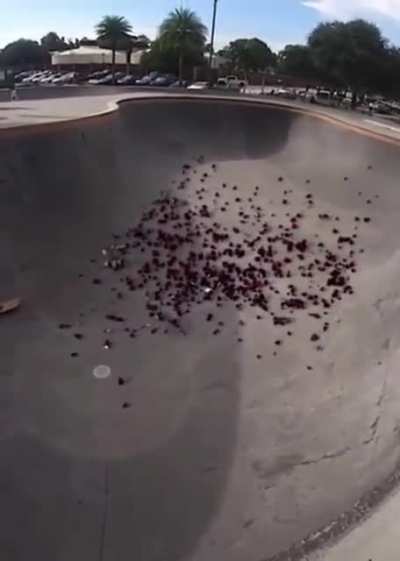 Girl learning to skateboard falls off