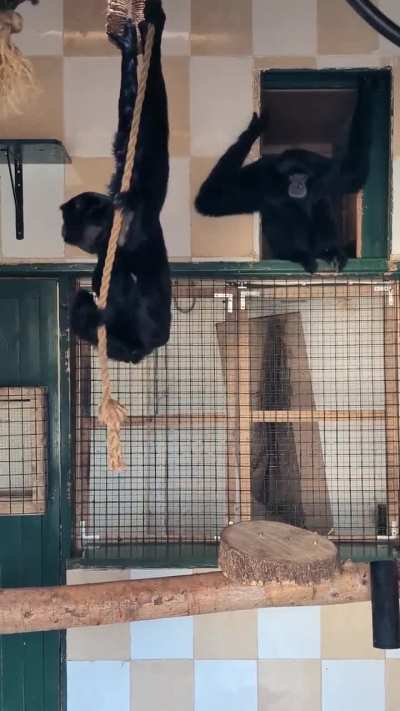 Siamang Gibbons