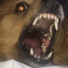 *stops petting for one second*