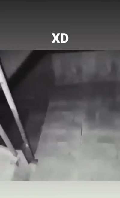 XD